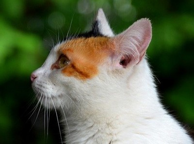猫の耳掃除1 画像